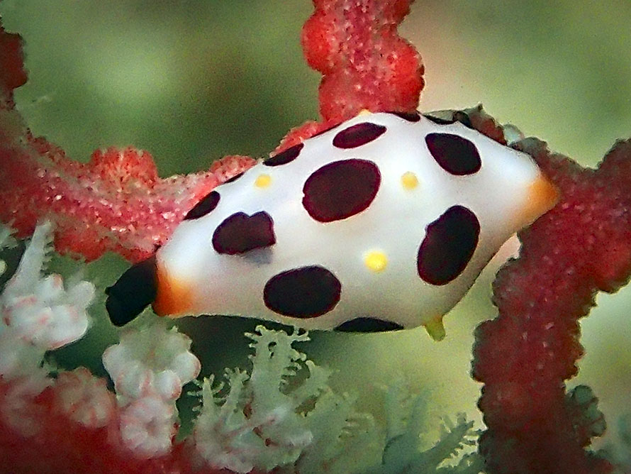 Primovula rosewateri
